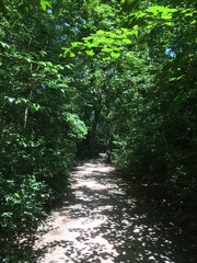 Fototapeta premium sunlit path in the forest