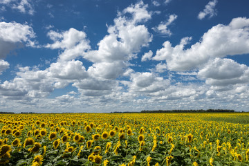 Fototapeta na wymiar Field of young plantation of sunflower in Argentina