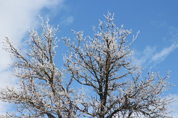 frostened trees