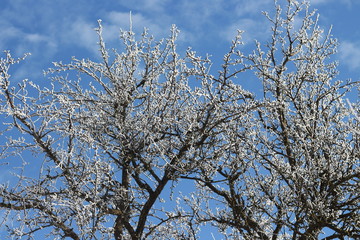 frostened trees