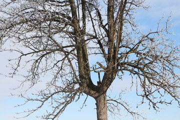 frostened trees