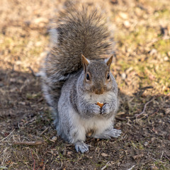 Eastern Grey Squirrel eating a nut, Boston, Massachussetts (Sciurus Carolinensis)