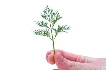 Fresh dill isolated on white background. Fragrant seasoning and spice