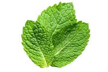 mint leaf on white background