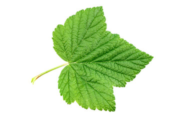 fresh currant leaf