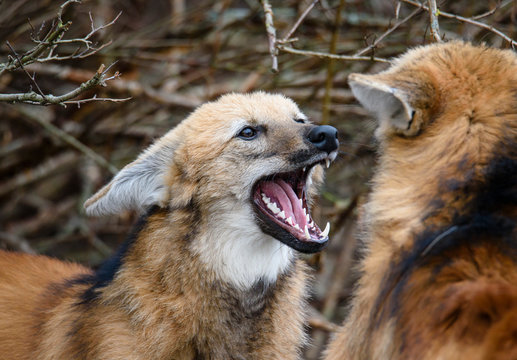 Fototapeta Maned wolf, Chrysocyon brachyurus, beautiful head
