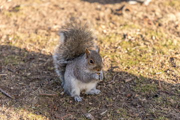 Eastern Grey Squirrel eating a nut, Boston, Massachussetts (Sciurus Carolinensis)