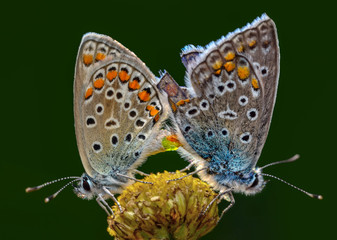 Closeup   beautiful butterflies sitting on flower