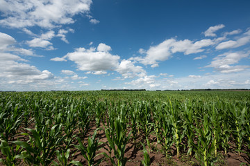 Field of young plantation of corn in Argentina