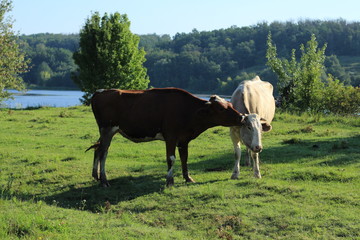 cows in the meadow river