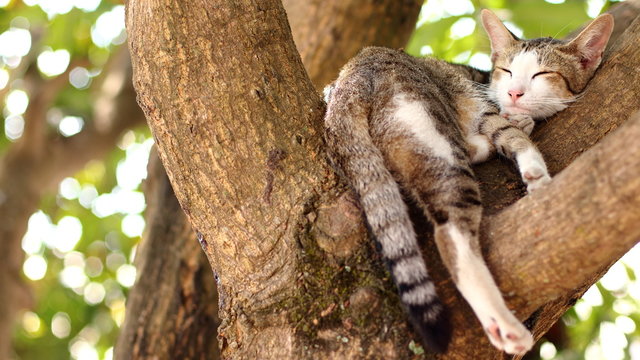 The cat is sleeping on the tree.