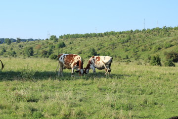 Naklejka na ściany i meble cows in the meadow river