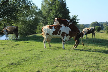 cows in the meadow river