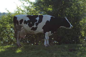 cows in the meadow river