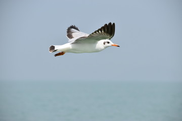 seagull in flight