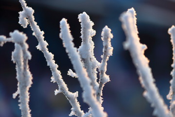 Branches covered by frost in the morning sun, close-up, selective focus