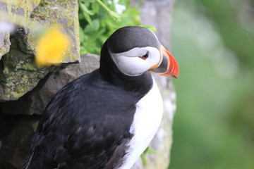 Vogelinsel latrabjarg Island, Papageintaucher ganz nah
