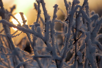 Branches covered by frost in the morning sun, warm light, close-up, selective focus