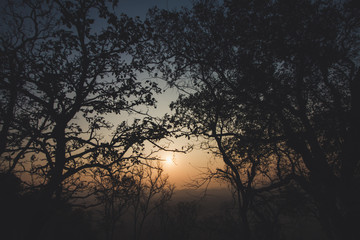 Fototapeta premium silhouette of tree in sunset on mountain