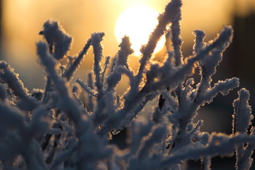Branches covered by frost in the morning sun, warm light, close-up, selective focus