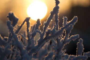 Branches covered by frost in the morning sun, warm light, close-up, selective focus