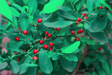 Red Orangeberry fruit tree in nature field.