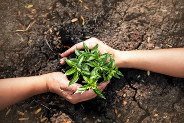 Small tree and soil was encircle with human hand,blurry light around