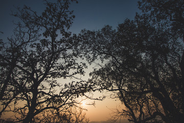 Fototapeta na wymiar silhouette of tree in sunset on mountain