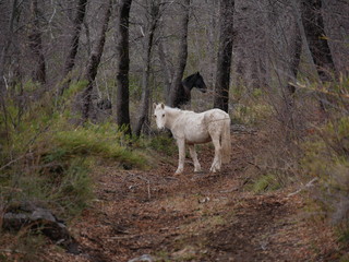 Fototapeta premium Wild horses in the forest