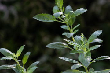 Holy basil, Sacred basil,Ocimum tenuiflorum,Fresh basil leaves