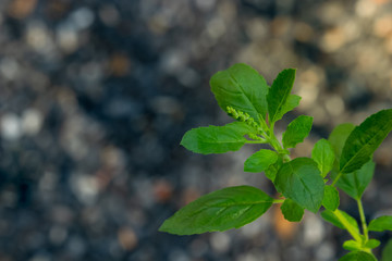 Holy basil, Sacred basil,Ocimum tenuiflorum,Fresh basil leaves