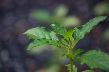 Holy basil, Sacred basil,Ocimum tenuiflorum,Fresh basil leaves