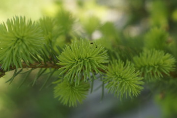 the branch of a young spruce in the spring