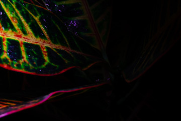 colorful croton plant on dark background