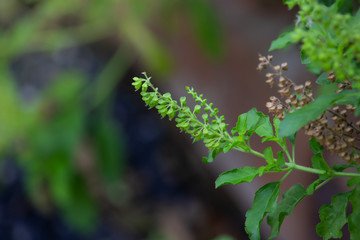 Holy basil, Sacred basil,Ocimum tenuiflorum,Fresh basil leaves