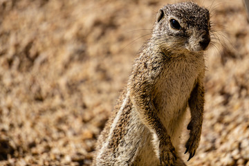 California Ground squirrel close up
