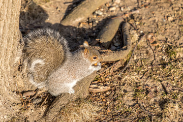Eastern Grey Squirrel eating a nut, Boston, Massachussetts (Sciurus Carolinensis)