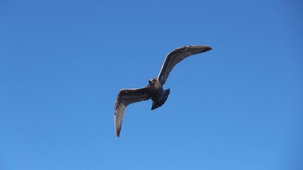 A gull in flight. The Vega gull or East Siberian gull (Larus vegae) is a large gull which breeds in North-east Asia.