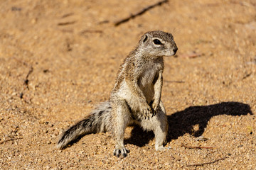Standing gopher on the ground in the Namib desert, Namibia