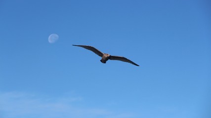 A gull in flight. Blurred moon is visible in the background