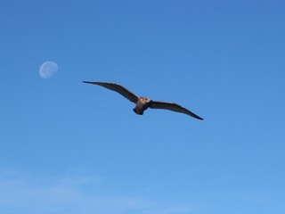 A gull in flight. Blurred moon is visible in the background