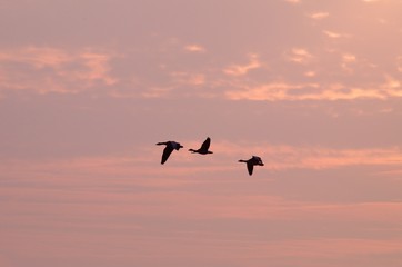 Naklejka na ściany i meble flying birds against the background of the sunset