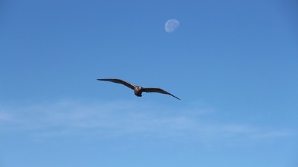 A gull in flight. Blurred moon is visible in the background