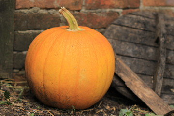 pumpkin near the brick wall