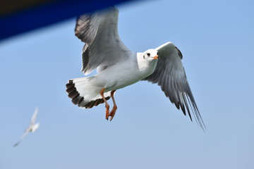 seagull in flight