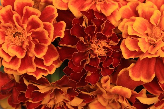 merigold background