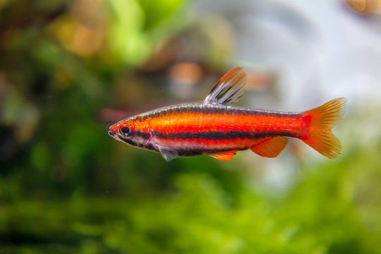 Coral Red Pencil Fish (Nannostomus mortenthaleri)