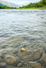 Fighting brown trout