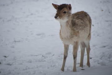 Baby deer in snow