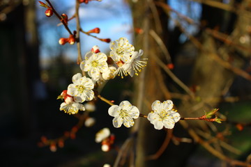 an apricot trees in blossom blue sky